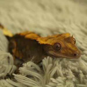 Meet your Posher, Mary